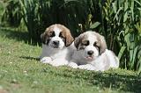 SAINT BERNARD 043